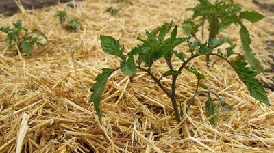Straw can also be used as mulching in gardens