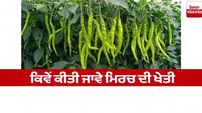 How to do pepper cultivation Farming News