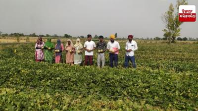 Cultivation of out-of-season vegetables can be beneficial