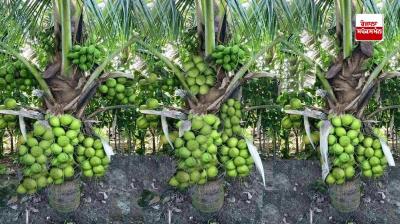 India leads the world in planting coconut groves