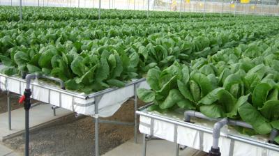 Hydroponic Farming 