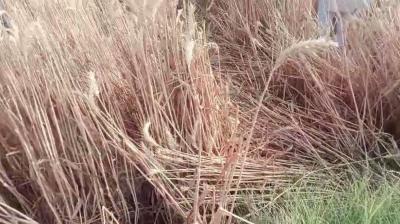 ਭਾਰੀ ਗੜ੍ਹੇਮਾਰੀ ਕਾਰਨ ਕਣਕ ਦੀ ਫ਼ਸਲ ਹੋਈ ਤਬਾਹ 