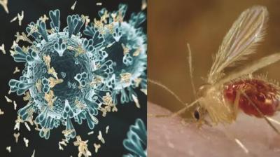 The fury of this deadly virus in Gujarat