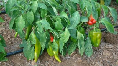 Chilli Crop 