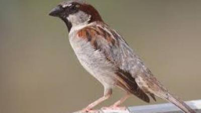 Sadness of the sparrow: One day I had to go to the village, I fell by the side of the sparrow...