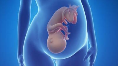 Now Embryo's 3D photo is possible to taken