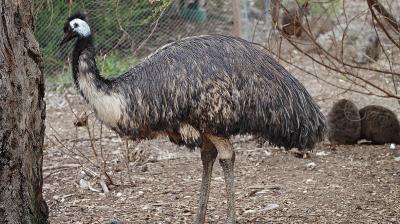 Emu