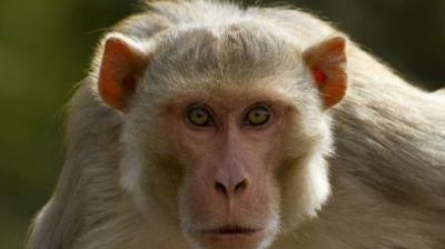 Terror of monkey in Delhi