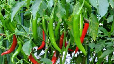Green Chilli