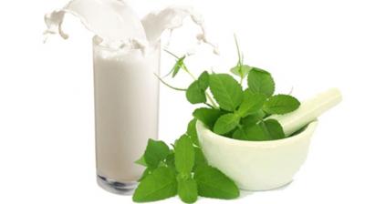 Tulsi and Milk