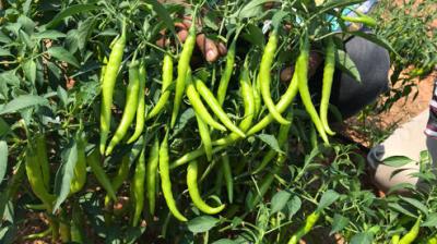 Green Chilli Farming
