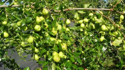Jujube Farming