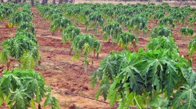 Papaya Farming