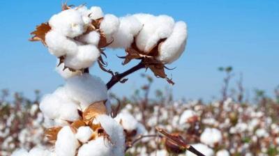 PUNJAB TRANSFERS RS 2.69 CRORE COTTON SEED SUBSIDY TO OVER 15K FARMERS