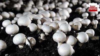 Mushroom cultivation can also be done as a subsidiary business