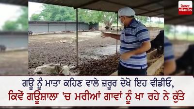 Utter Pradesh Call Cow Mother Must Watch Video Cows Dying 