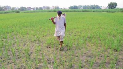 Farmers worried due to lack of rain