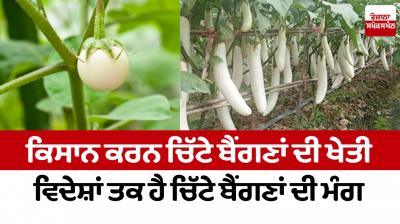 Farmers are cultivating white eggplants, there is a demand for white eggplants even abroad