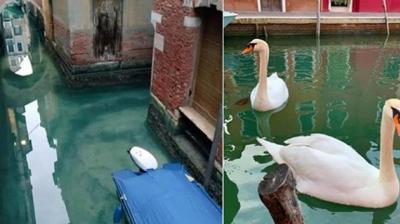 Venices Canals Are Becoming Cleaner