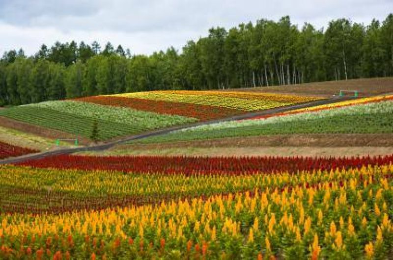 flower farming