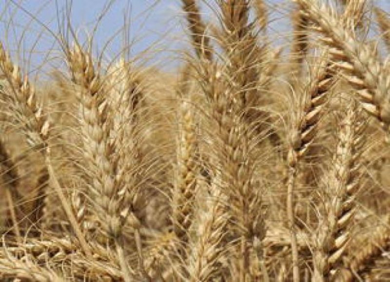 JW-3211 Wheat Variety