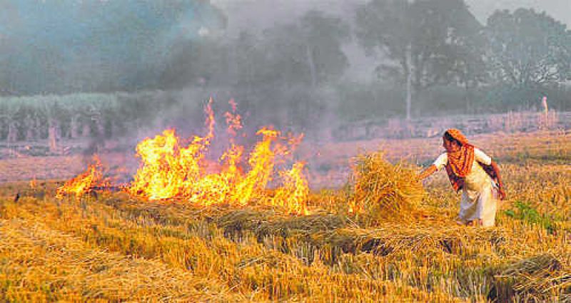Paddy Waste Fire