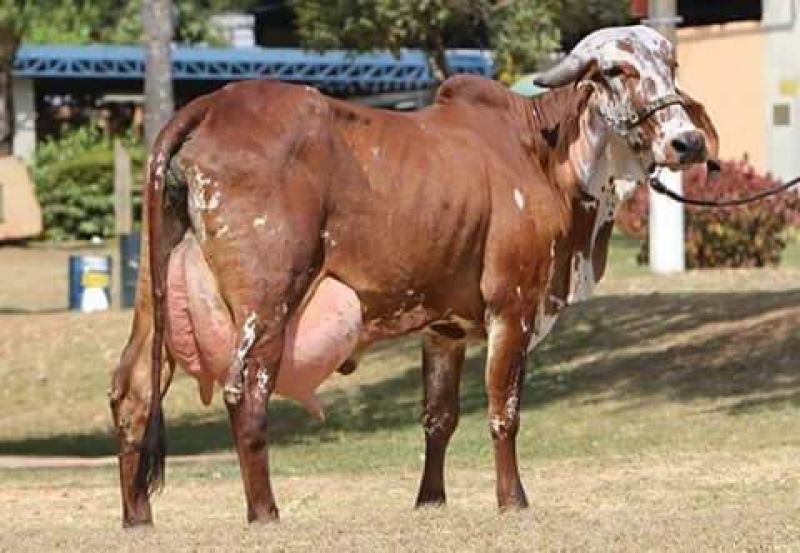 Cow  Cow