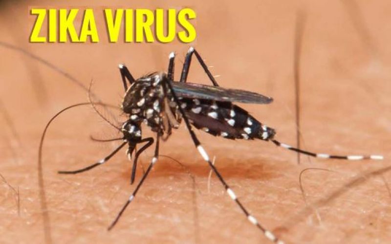 Zika Virus