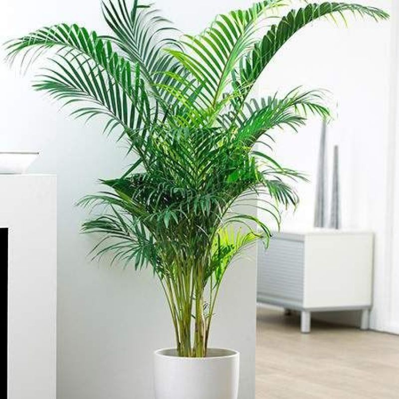 Parlor Palm
