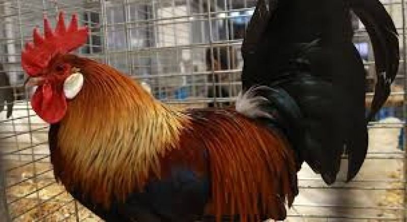 Roosters loud crowing triggers legal battle between neighbors in france