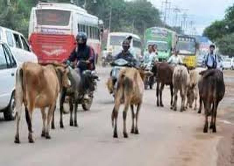Stray cattle: 