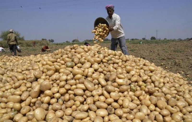 Potato Agriculture 