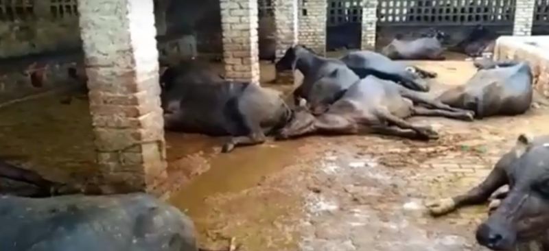 Tript Rajinder Singh Bajwa orders to conduct inquiry into death of cattles in Mohali 