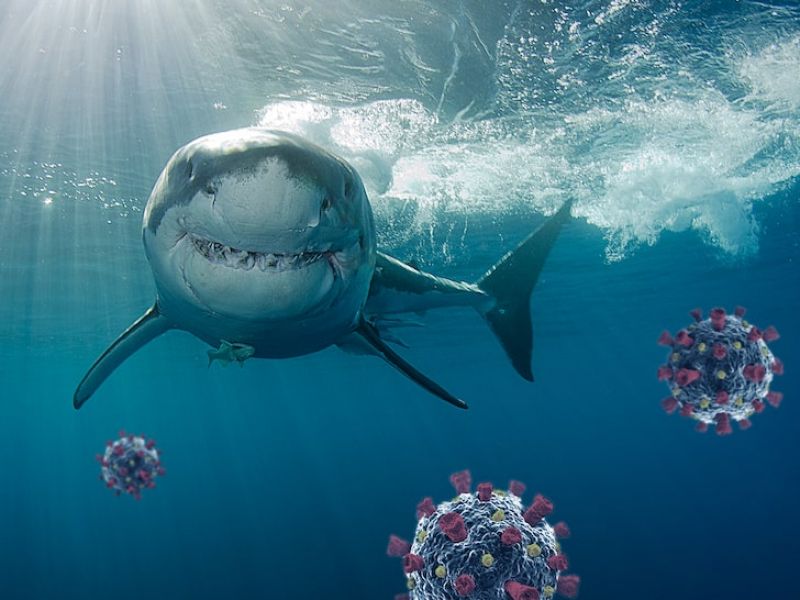  Corona Vaccine Shark