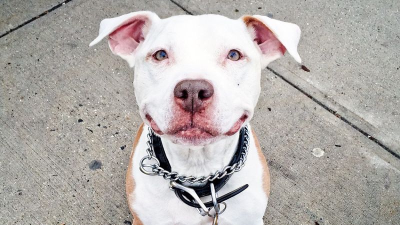 pitbull dog woman assault