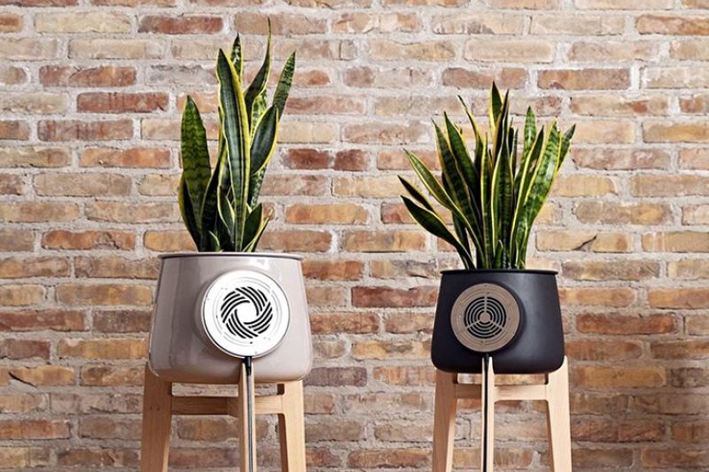 natural air purifier