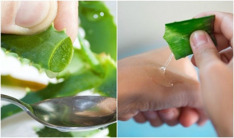Aloe Vera Aloe Vera
