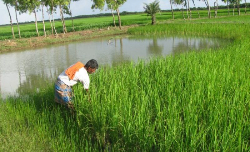 paddy farming 