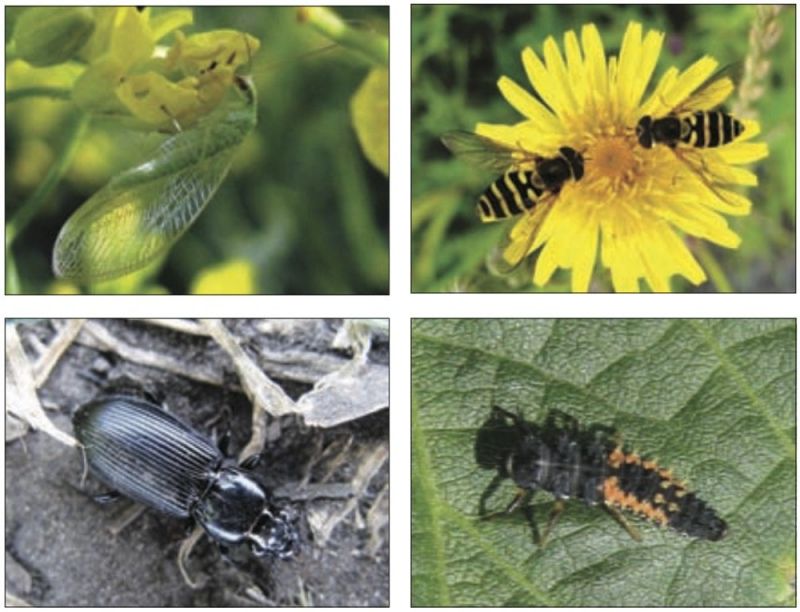 farmers should help out their insect friends