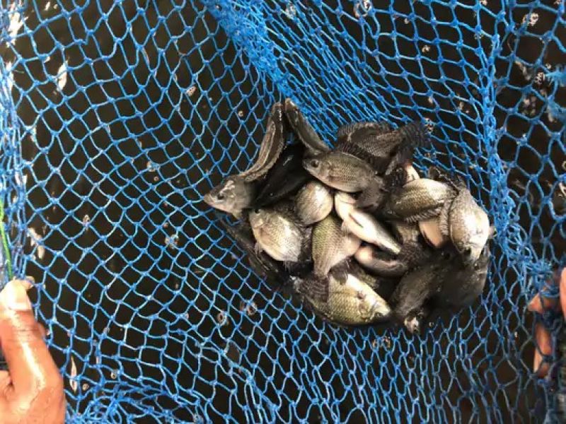  Started Aquaponics Farm