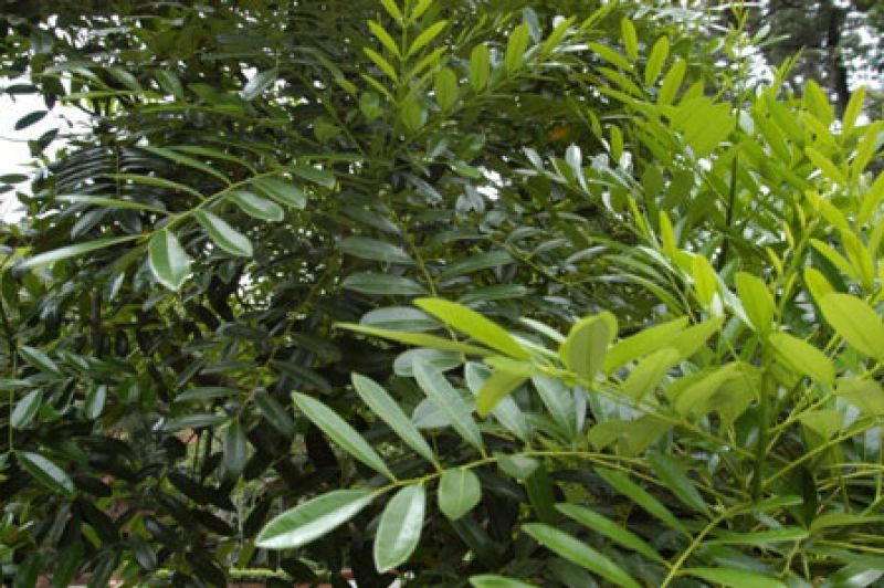 Simarouba Glauca Leaves