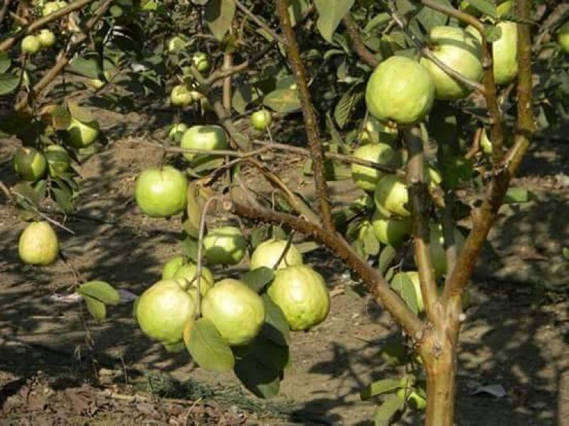 Patiala Guava Estate 