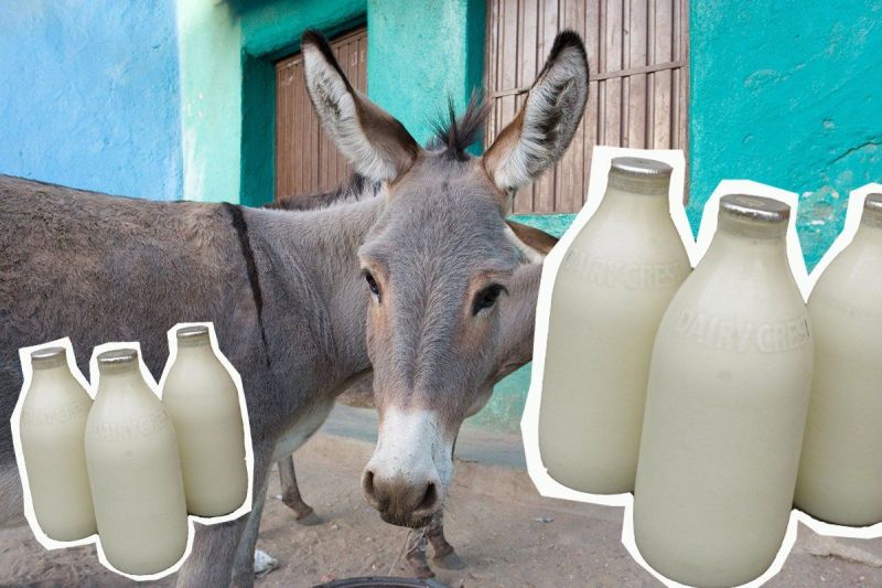 India to soon get dairy for donkey milk