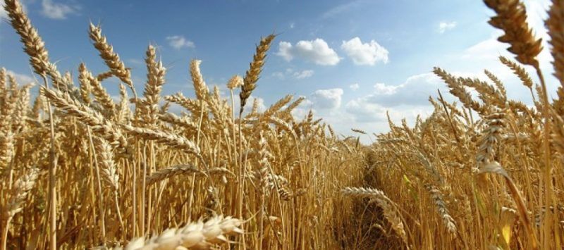 Best Quality Wheat Best Quality Wheat