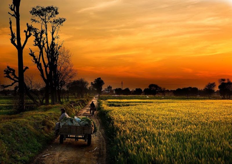 Punjab Agriculture Punjab Agriculture