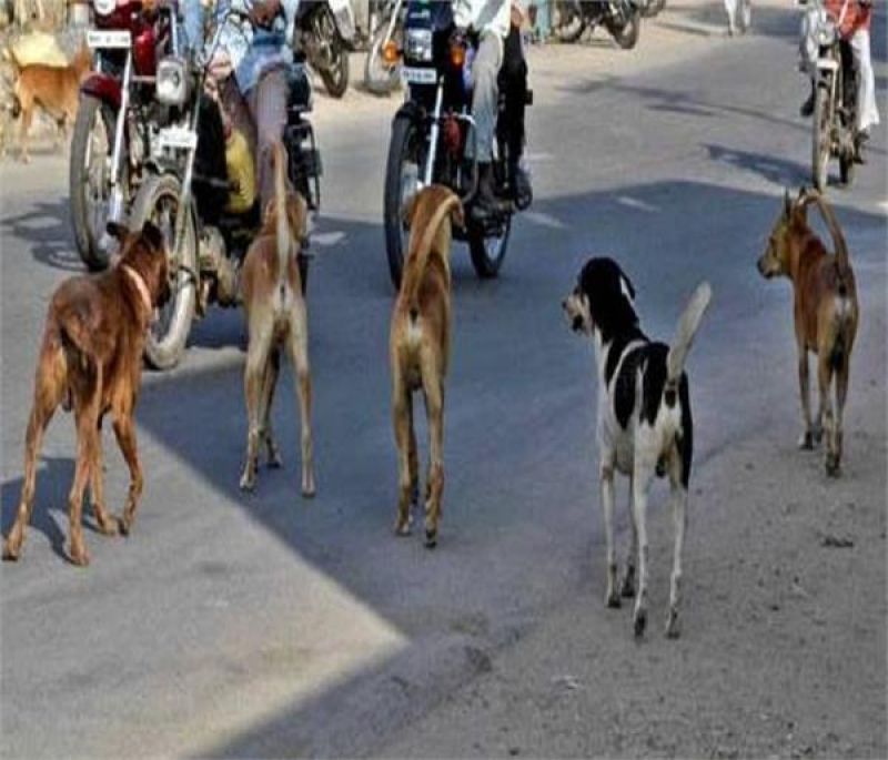 Dogs snatched the elderly