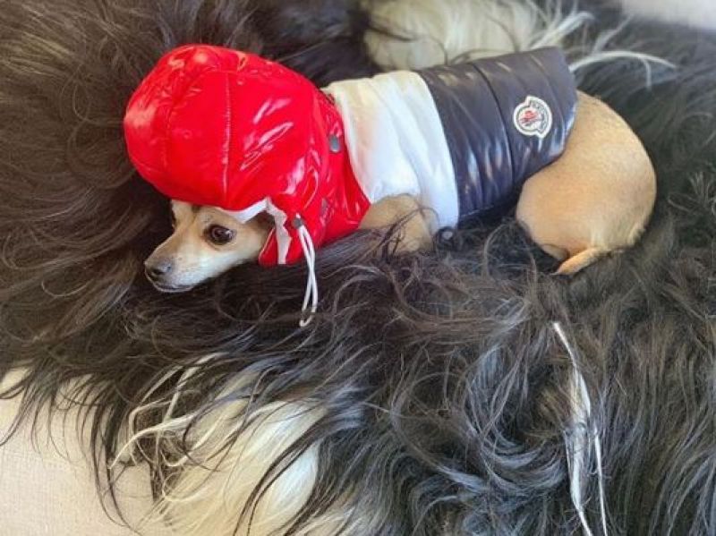 Priyanka and her pet 