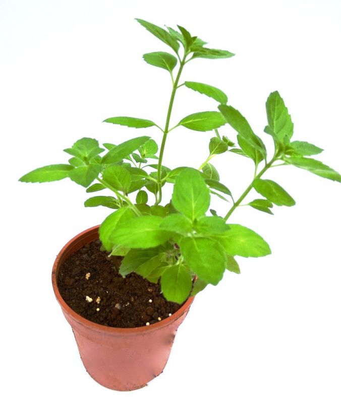 Black Tulsi Black Tulsi