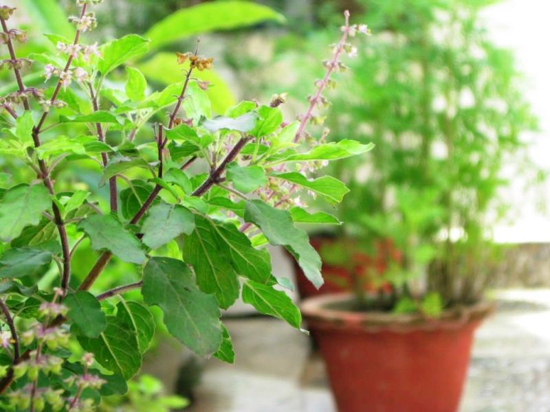 tulsi