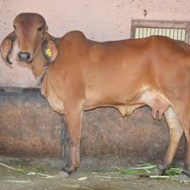 cow